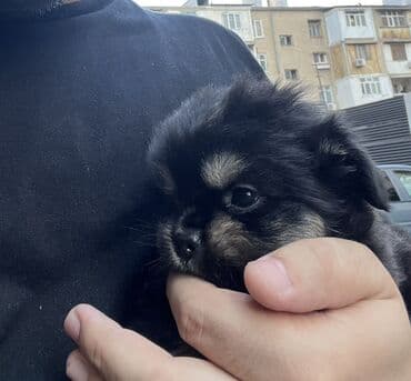 Quşlar: Micro Poodel . - Cins: kiçik ölçülü dekorativ (Micro poodel) - Rəng — 1