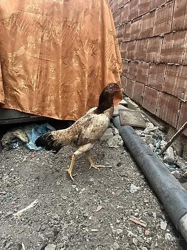 Собаки: Курица, Для разведения — 2