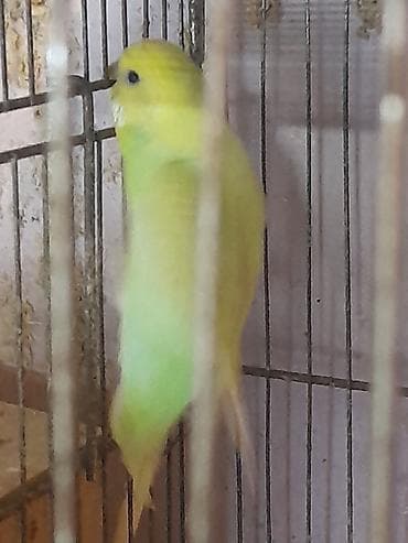 amadin qusu: Cut satilir ataspenqel ana renbow cutu 20 manat 10 ayliq quslardi — 3