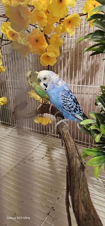 Pişiklər: Hazır cüt valnist satılır qızğın quşdardı yuva tax bala al cütü 30 m — 1