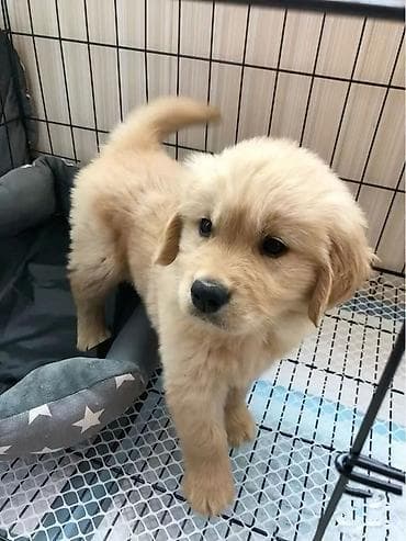 dişi atlar: Labrador-retriver, 2 ay, Dişi — 3