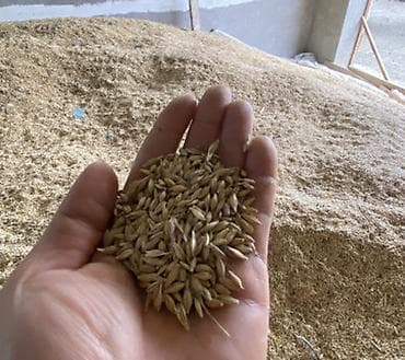 suse qab: Arpa temizdi 35 den — 1