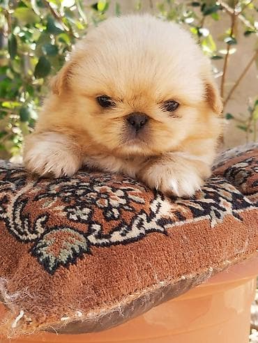 ov iti satisi: Pekines — 6