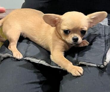 сколько стоит собака чихуахуа: Çixuahua, 6 ay, Dişi — 2