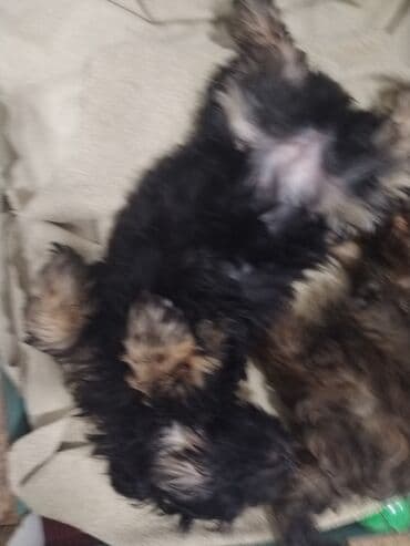 balaca itlərin qiyməti: Məhsul: Yavru itlər (iki bala) Təsvir: - Cins: Kiçik ölçülü, uzun — 2