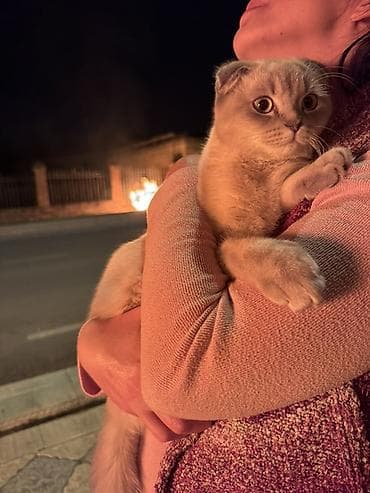 mingəcevir pişik: Şotland — 4