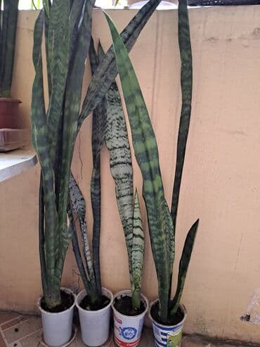 Çöl bitkiləri: Сансивьера тигровая — 1