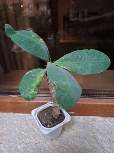 Təmir və tikinti: Молочай — 3