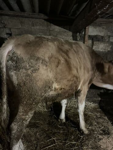 heyvan bazari inekler: Теленок, Самец, месяцев: 1, 105120 кг, Для мяса, Самовывоз — 6