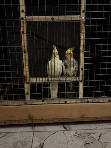 1 aylık doberman: 2 eded hazır cüt korella. 2 si 60 manat quş çoxdu deye satıram heç bir — 6