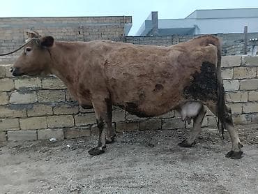 Keçilər, çəpişlər: Südlük inək. Hazırda satılır. Qiymət razılaşma ilə — 4