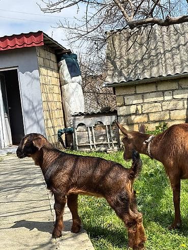 ucuz pisik yemekleri: 2-ci qarın əkiz balalı Alpin keçisi, balaları Hələbin mələzidir. Bir — 10