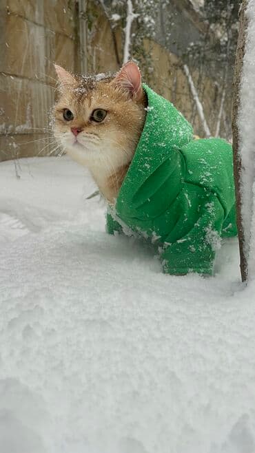 Şinşilla, Erkək, Cütləşmə üçün