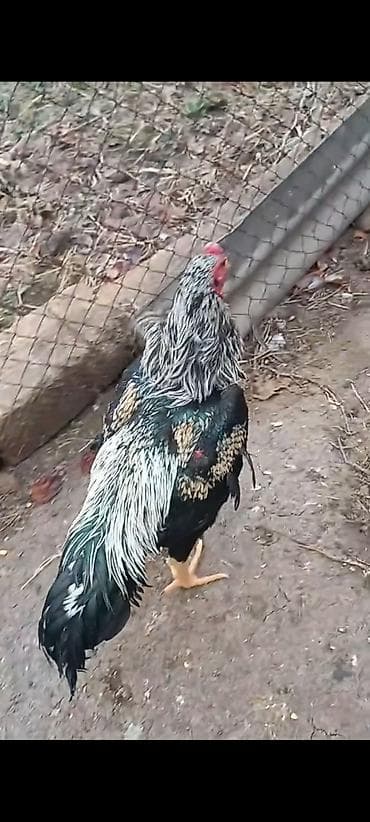 brama xoruz: 10 ayliq ata taylant ana mamba super qani olan heyvandi atasida — 5