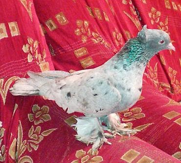 itin balasi: Bir eded iri lelekli kekilli ebres maya satilir tecili qiymeti — 2