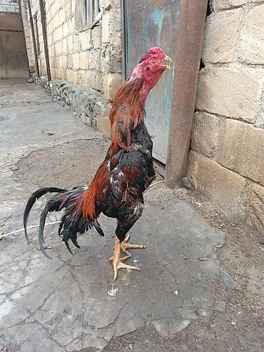 kend colpaları: Salam aleykum herkese heyratı colpası satlr 10 aylqdı super qocaq — 2