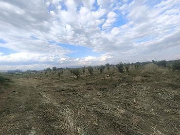 palma agac: 2600 sot, Kənd təsərrüfatı, Mülkiyyətçi, Kupça (Çıxarış) — 7