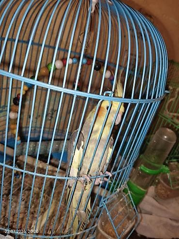 Sultan qusu (erkek korella) yaşı dəqiq bilinmir 3 olar .Ele öyrəşib — 2