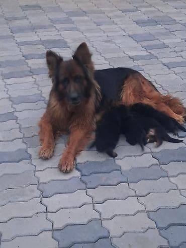 at satilir: Alman çoban iti, 2 ay, Erkek, Peyvəndli, Ünvandan götürmə — 6