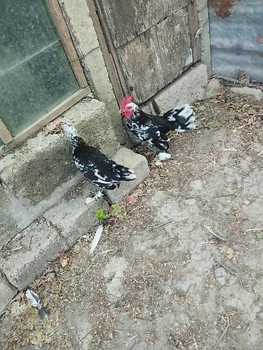 cücə satışı: 1 cüt yaponkalar satılır.tam sağlamdılar.heyvanlar göz — 4