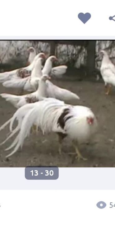 zümrüd ördək: Tek 100 ayam zemani cut 200m .qap — 27
