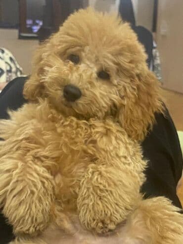 той пудель цена в баку: Пудель, 2 года, Самец, Для вязки — 1