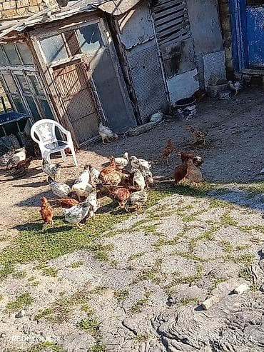 tap.az heyvanlar qoyunlar: Toyuq cücələri, Ətlik, Ünvandan götürmə — 5