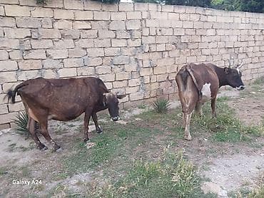 ordək bala: İnəkler satilir ana bala boyuk ineyin balasi disidi hemde bogazdi o — 5