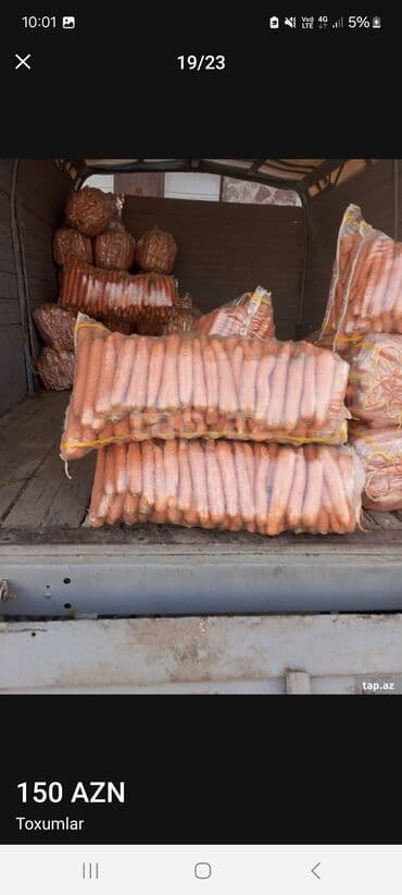 Otaq bitkiləri: Məhsul: Toxumlar – ALIZE F1 qarpız toxumu - Brend: KNOWN-YOU SEED — 8