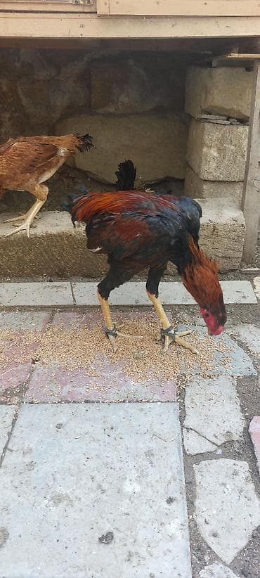 Heyratı beçə 8 aylıq. superq qan daş pipik heyvandır. istəyən vodsapa — 3