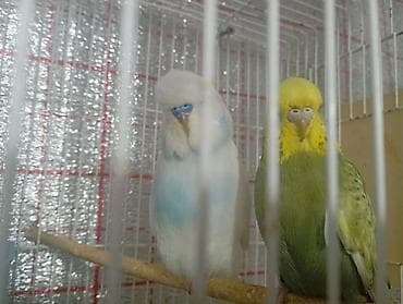 Damazlıq bala vermiş çex tutuquşuları satılır 2-3 dəfə bala almışam