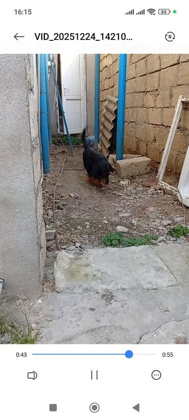 Daxshund (taksa) cinsi it - Uzun bədənli, qısa pəncəli klassik taksa