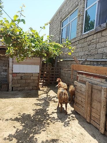 qurban qoyunu: Erkək, il: 1, 27 kq, Ətlik, Ünvandan götürmə — 2