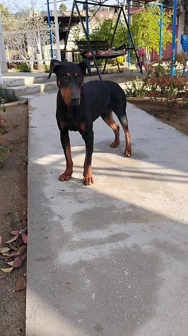 Doberman, Ünvandan götürmə