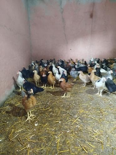 cuce satışı: Toyuq cücələri, Damazlıq — 9