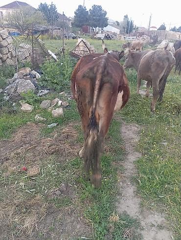 tap az inəklər: Inək — 2