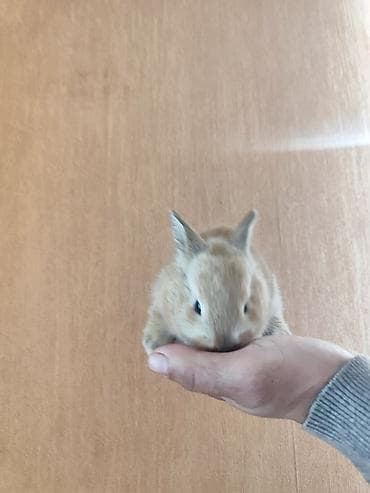 it yuvası satilir: Təmizdir. Sağlamdır. Ev dovşanı. Sahibinə öyrəşdikdə onu tanıyır, çox — 6