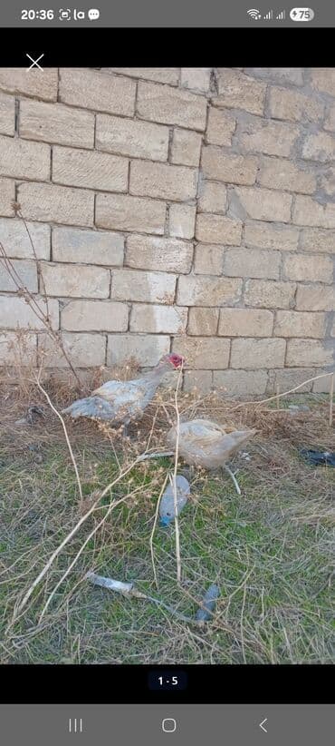 saanen keçisi satilir: Sonu 6 0 azn qiymet sondur 11 aylıq feresi ve xoruzu təmiz qan mirvari — 2