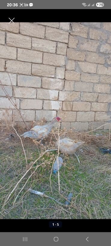 Qoruyucu plyonka və şüşələr: 9 ayliq lavanda davamlıdır - Məhsuldarlıq: sürətli çəkialma; dişilər — 3