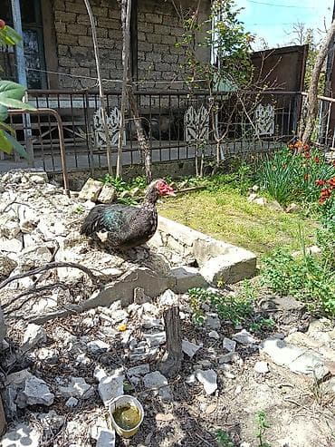 mandarinka ördeyi: Dişi, | Kuban, Yumurtalıq, Ünvandan götürmə — 2