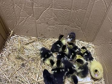 Salam sağlam lal ördək balaları satlır 10dənədi hamsı satlır