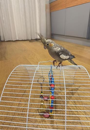 quslar haqqinda melumat: Nimfa (Cockatiel) – gözəl toppuzlu ev quşu - Növ: Nimfa (cockatiel) - — 2