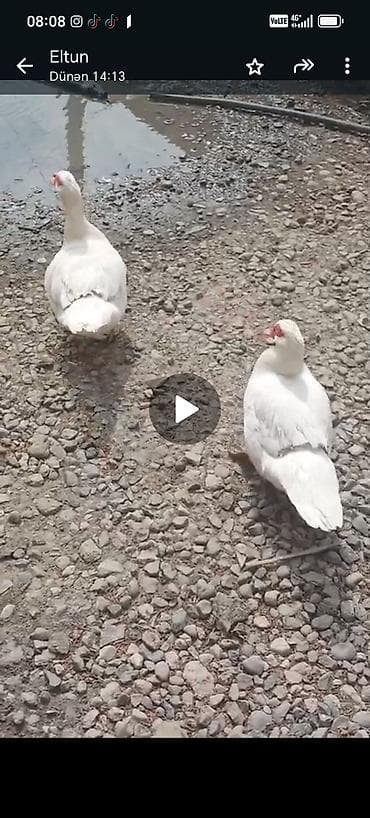 mal bazari 2020: 1erkek 1dişi qaz 1eded 30m son qiymet. 7dişi 1xoruz lal ördek. Erkek — 3