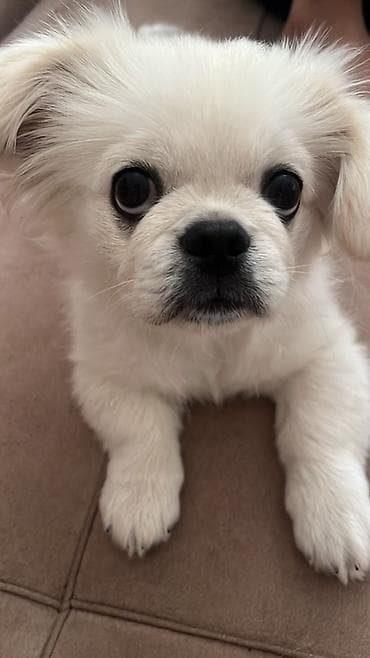 pekin: Pekines, Peyvəndli — 4