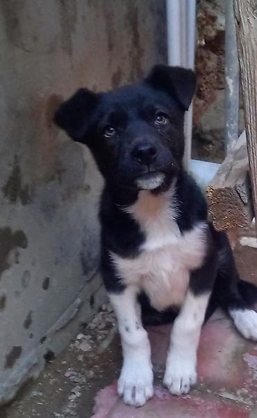 itlerin satisi 2021: Dişi — 6