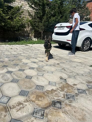 qazel heyvan: Alman çoban iti, 4 ay, Erkək, Peyvəndli, Ünvandan götürmə — 3