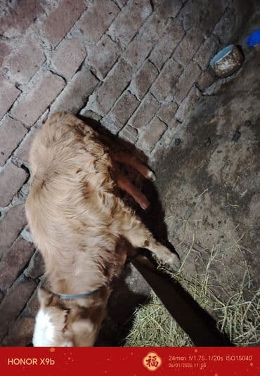 heyratı o şamo: Məhsul: Qaramal (dana və inək) 2-3 lt südü olur otla Təsvir: - — 4