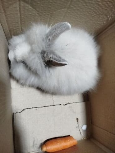 Куры: Ev heyvanı – tüklü dekorativ dovşan - Növ: dekorativ dovşan (uzun və — 2