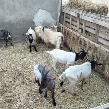 yerli cins inekler: Əmlik cepisler kəsmək üçün say və seçim çoxdur buyurun. alpin çəpiş 3 — 10