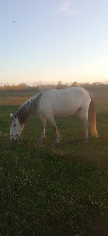 Dişi, il: 6, Ünvandan götürmə